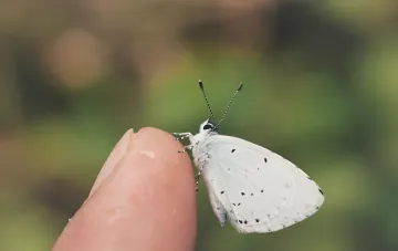 Schmetterling auf dem Finger: Aberglaube über eine Botschaft der Verstorbenen und ihre Bedeutung