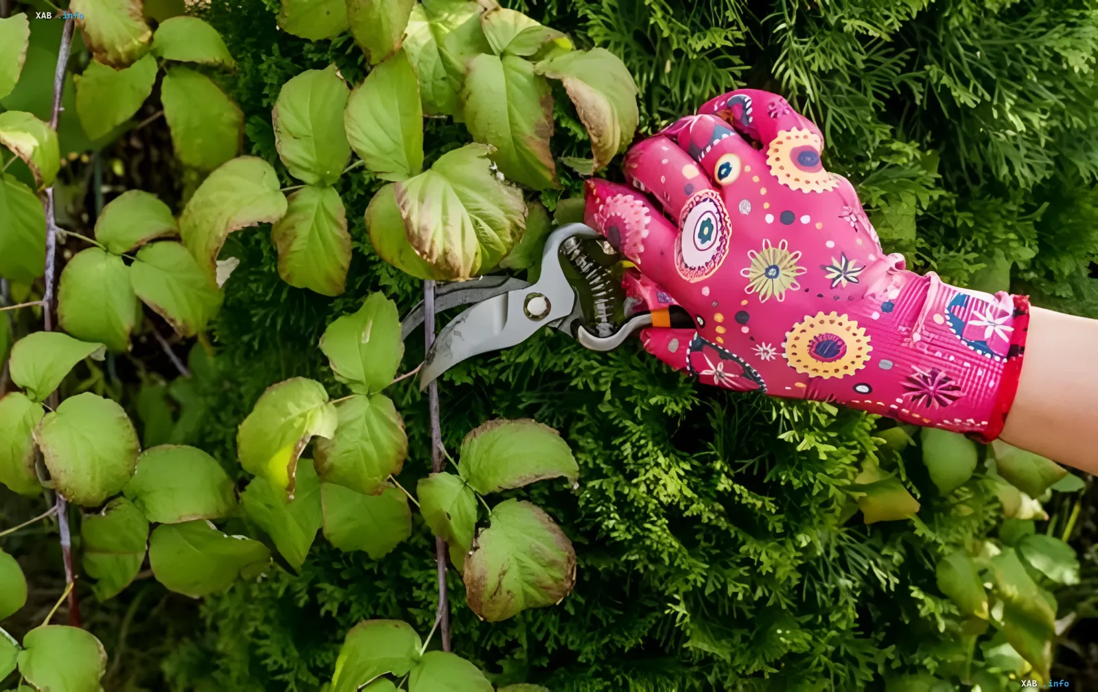 Schnitt eines Strauchs mit einer Astschere Ende August: Gartenarbeiten zur Vorbereitung der Ernte auf den Winter