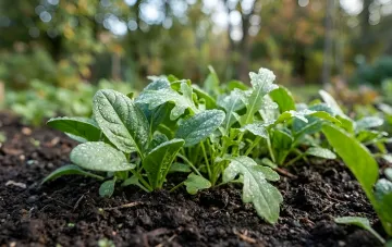 Young frost-hardy leafy greens on a September garden bed with morning dew on the leaves