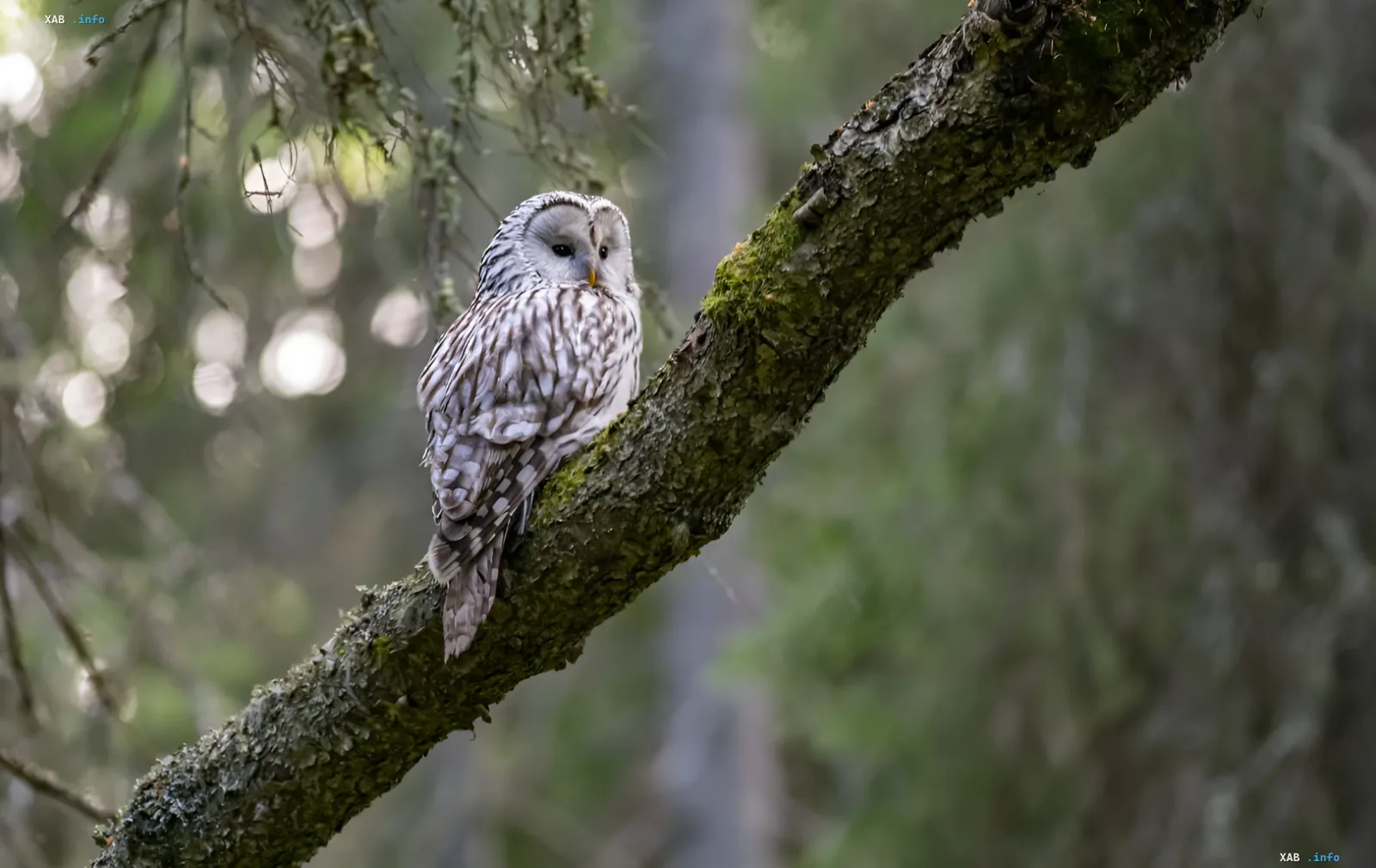 White owl on a mossy branch of an autumn forest — the owl from Styler's optical puzzle