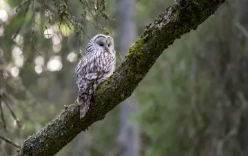 White owl on a mossy branch of an autumn forest — the owl from Styler's optical puzzle