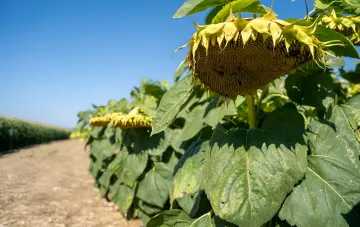 Sonnenblumenfeld mit reifen Köpfen unter klarem Himmel — Rohstoff für das klimaverifizierte Sonnenblumenöl von Kernel