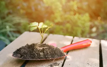 Junge Pflanze in Kompost auf einem Gartenhaken: Küchenabfälle in wertvollen Garten-Dünger verwandeln