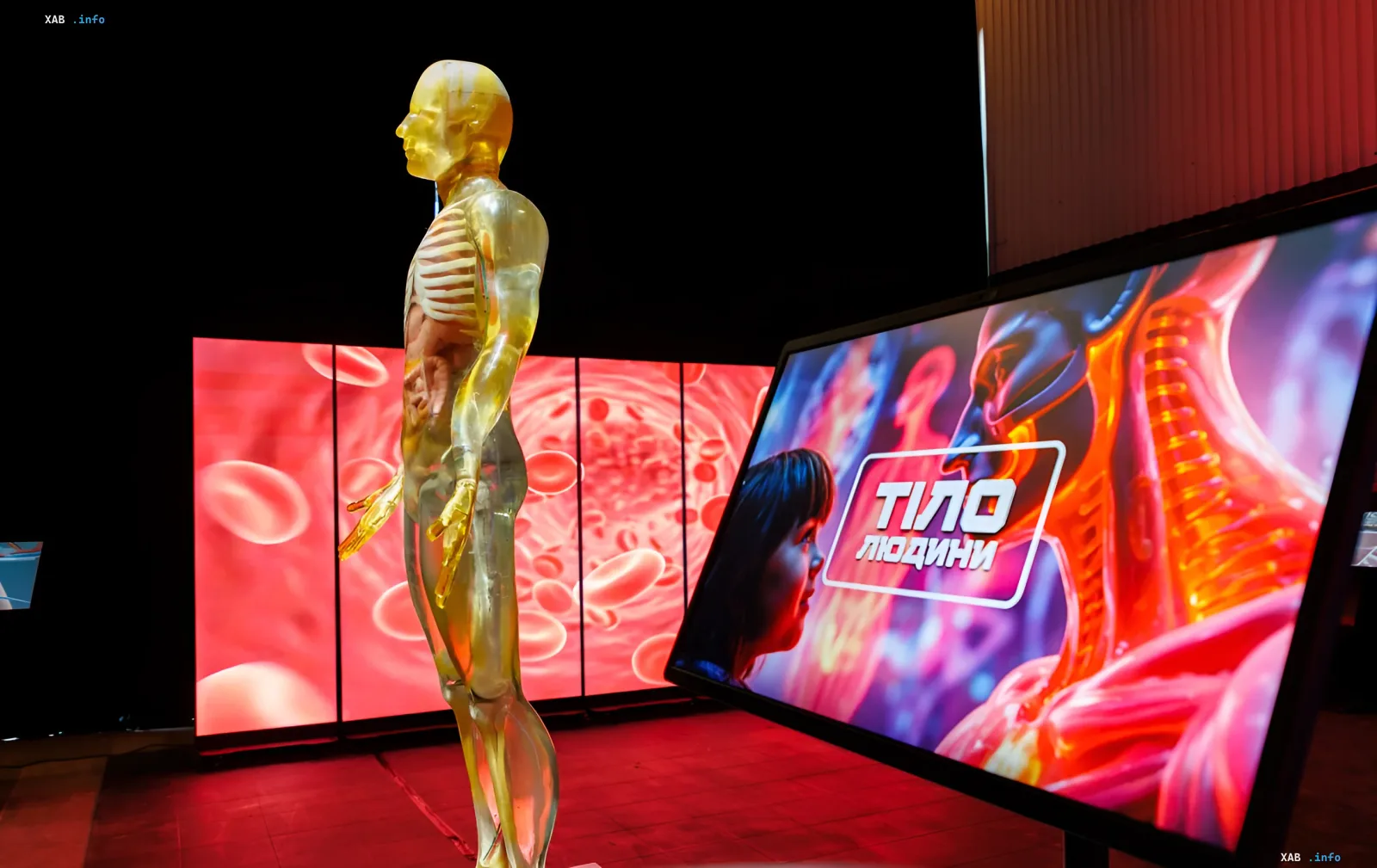 Translucent anatomical human figure at the interactive 'Human Body' exhibition space in Kyiv