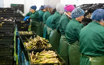 Иностранные рабочие на агроперерабатывающем производстве в Польше сортируют спаржу — условия труда и оплата мигрантов