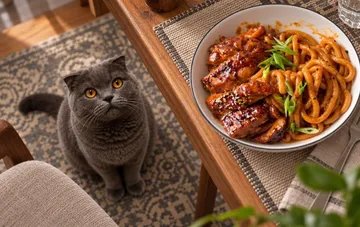 A grey Scottish fold cat watches a bowl of udon noodles with caramelized chicken in a creamy spicy sauce — an Asian dinner recipe by blogger Leo