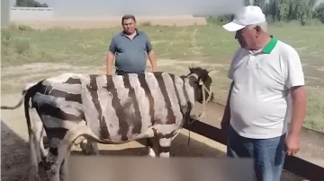 Корова с нарисованными зебровыми полосами для защиты от мух