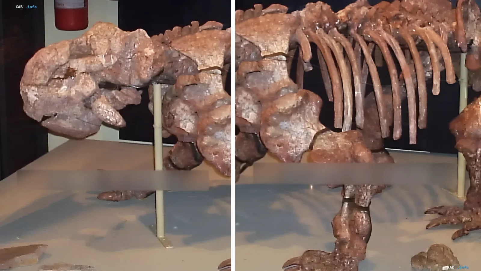 Remains of the ancient animal Dinodontosaurus isiyavamanda in a museum