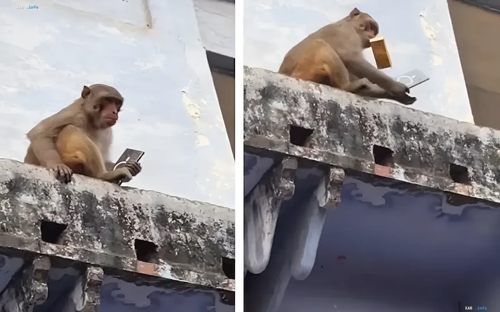 A monkey in India holding an item stolen from a tourist