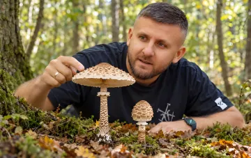 Съедобный гриб-зонтик в лесу рядом с опасными двойниками