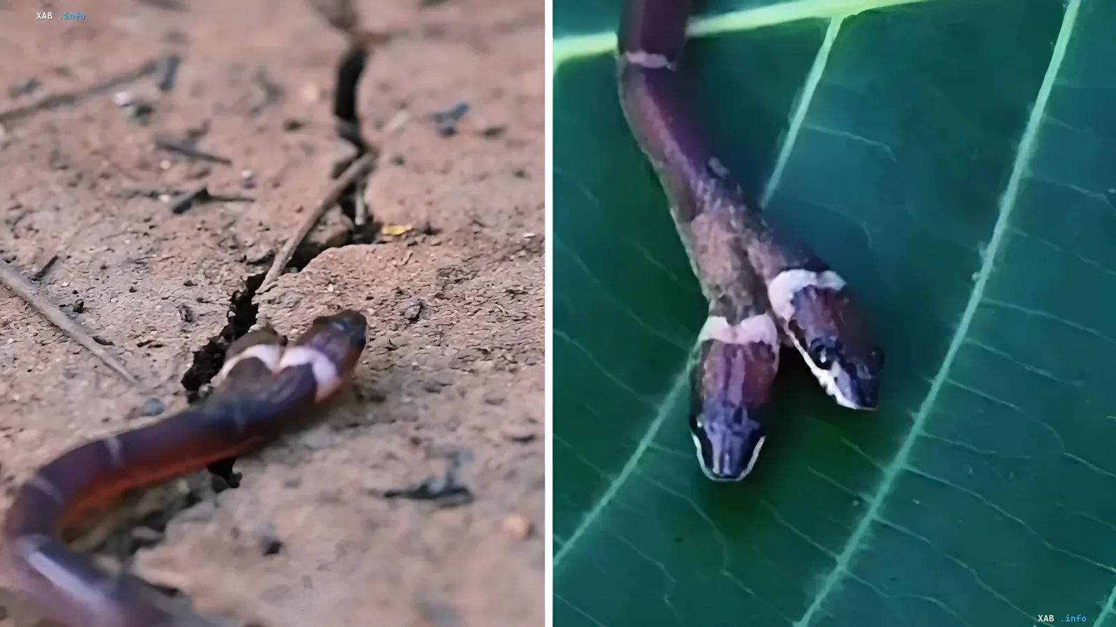 Rare two-headed snake with four eyes found in India