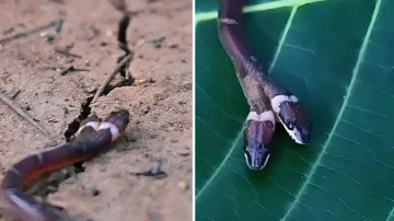 Rare two-headed snake with four eyes found in India