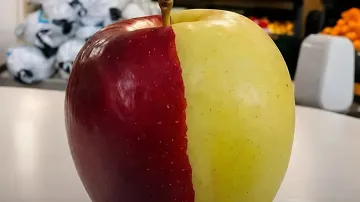 Rare two-toned chimera apple with a precise border between red and yellow sides in a New Zealand store
