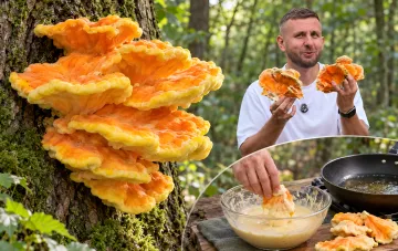 Трутовик серно-желтый на стволе лиственного дерева в лесу