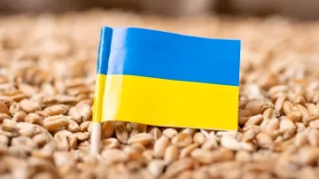 Маленький флаг Украины на фоне насыпи спелых пшеничных зерен