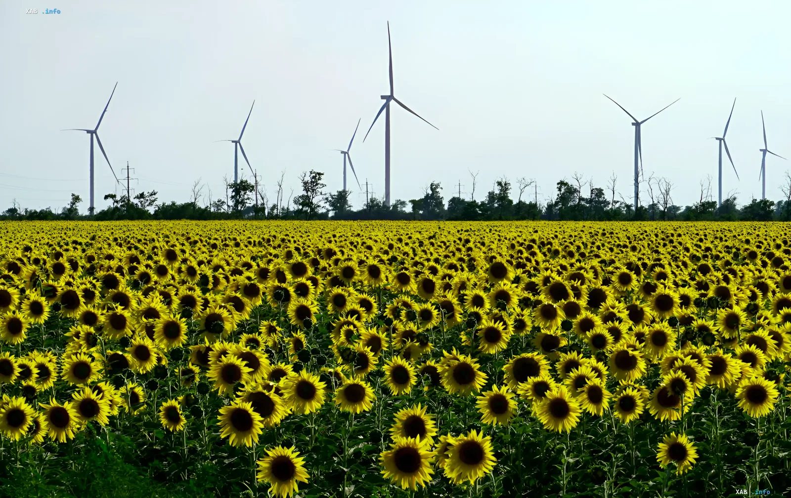 Ein Feld mit blühenden Sonnenblumen vor dem Hintergrund moderner Windkraftanlagen in der Ukraine