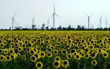 Ein Feld mit blühenden Sonnenblumen vor dem Hintergrund moderner Windkraftanlagen in der Ukraine